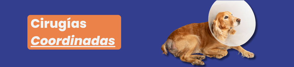 Encabezado de Espacio Mascota